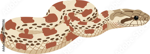 Flat Illustration Milk Snake Reptile Animal Wildlife Scaled Serpent Drawing