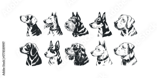 Collection of Dog Breed Head Portraits