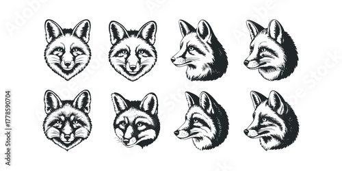 Set of eight fox head portraits viewed from different angles