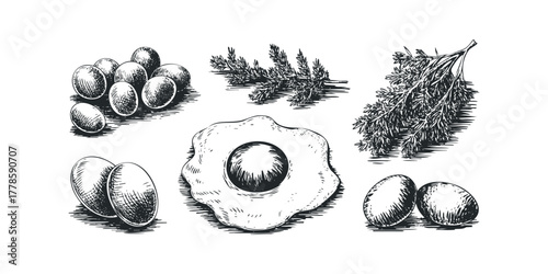 Farm Fresh Eggs and Herb Sprigs Sketch