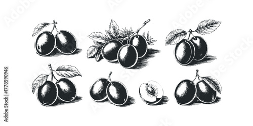Six Hand Drawn Plums with Leaves and Branches