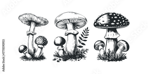 Black and White Line Drawing of Three Mushroom Clusters