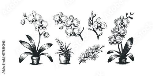 Orchid botanical collection line art