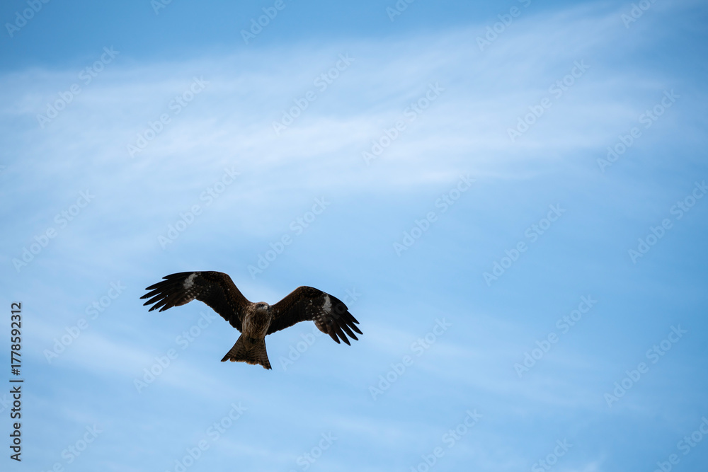 Fototapeta premium 空を舞うトンビの写真。少し顔が見える距離で撮影され、羽ばたきや鋭い視線が印象的。