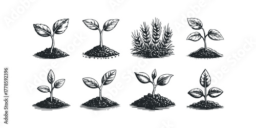 Sprout growth progression with wheat stalks in ink sketch style