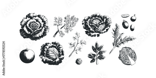 Collection of sketched cabbage and herb elements