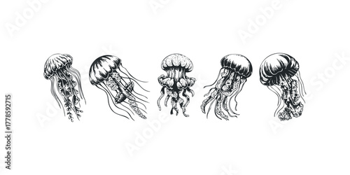 Line Art Group of Five Jellyfish Floating
