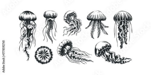 Collection of Hand Drawn Jellyfish Illustrations