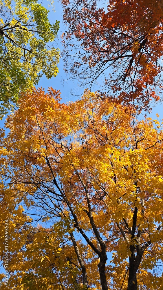 Obraz premium autumn in the forest