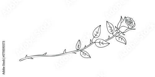 Single rose stem with leaves and thorns