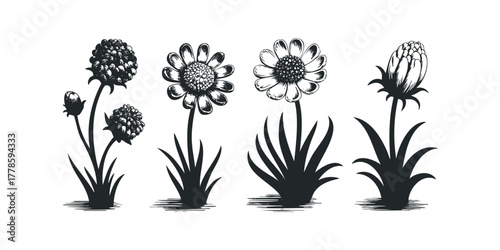Line Drawing Silhouettes of Four Distinct Floral Arrangements