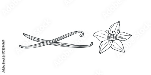 Vanilla pods and flower line art