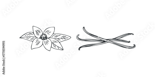 Hand Drawn Vanilla Flower and Pods Line Art