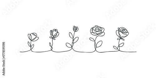 Continuous line drawing of five roses in progression