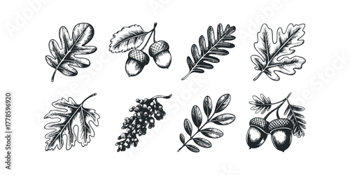 Oak Leaves and Acorns Set