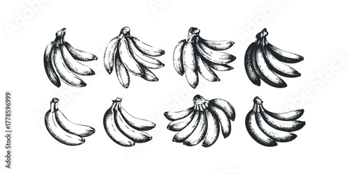 Eight detailed drawings of banana bunches on white background