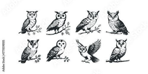Collection of various owl poses