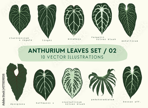 Anthurium leaves set illustration, detailed high quality botanical vectors, tropical garden, indoor rare plants