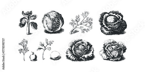 Collection of Cabbage and Parsley Illustrations