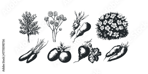 Sketch Collection of Garden Vegetables and Flowers