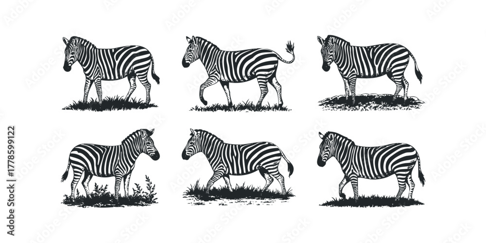 Obraz premium Six monochrome zebras depicted in different poses on grass