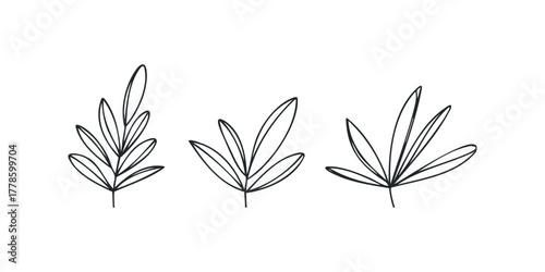Line drawing of three simple botanical leaves
