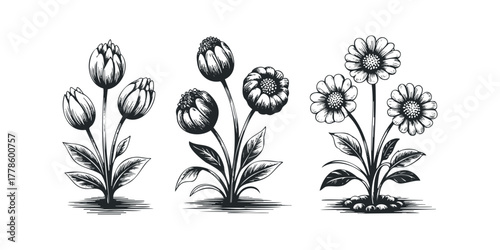 Three black and white floral etchings with buds and open blooms
