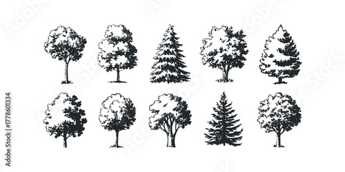 Collection of Hand Drawn Trees and Evergreens