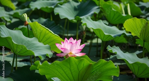 Lotus flower blooming in a tranquil pond