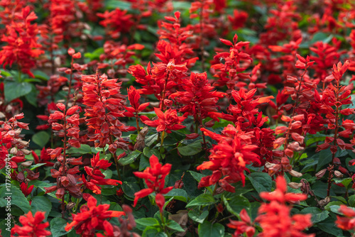 Close-up of red Salvia splendens flowers blooming in the garden. Natural abstract background.