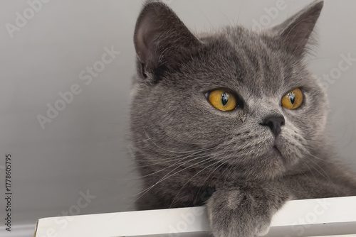 Portrait of a gray British Shorthair cat. The cat's gaze is a symbol of calm and contemplation.