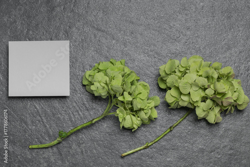Blank card with two branches of greenish hydrangea on a dark gray background. Invitation or greeting card concept.