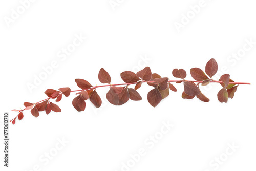 Plant branch on white backg...
