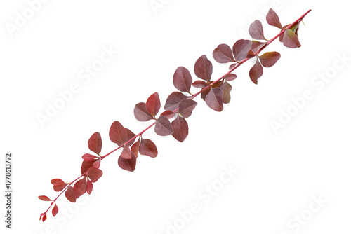 Plant branch on white backg...