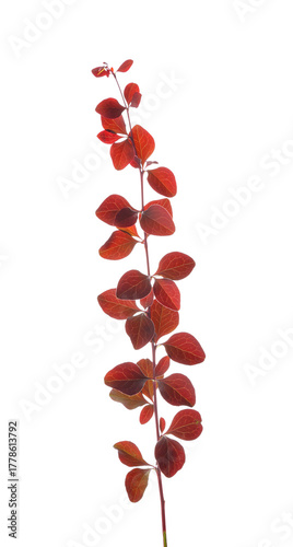 Plant branch on white backg...