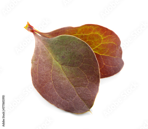 Brown leaves on white backg...