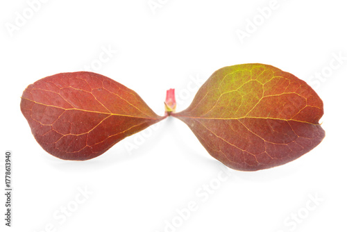 Brown leaves on white backg...