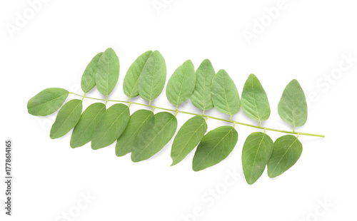 Branch of acacia tree on wh...