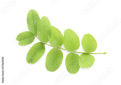 Branch of acacia tree on wh...