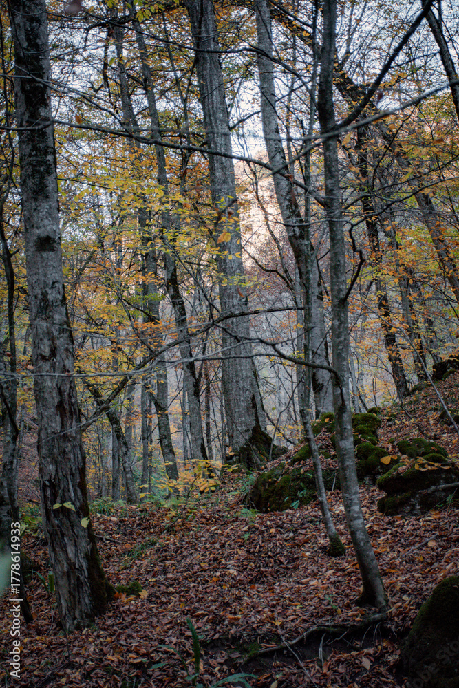 Fototapeta premium autumn in the woods
