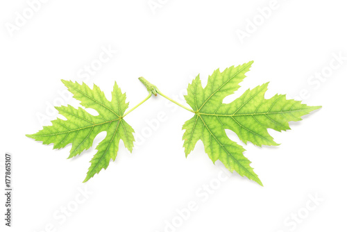 Green maple leaves on white...