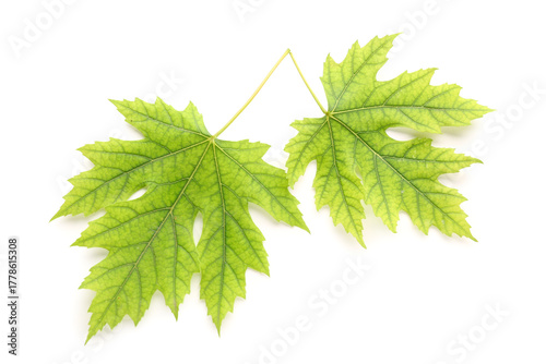 Green maple leaves on white...