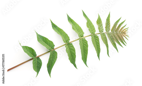 Branch with green leaves on...