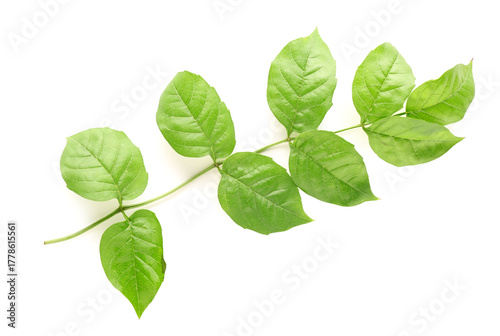 Branch with green leaves on...