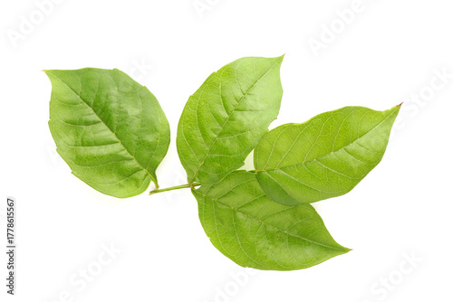 Green leaves on white backg...