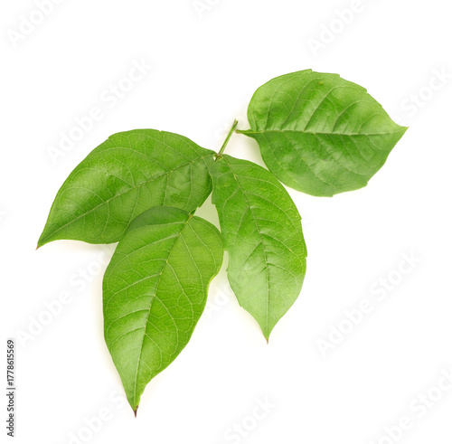 Green leaves on white backg...