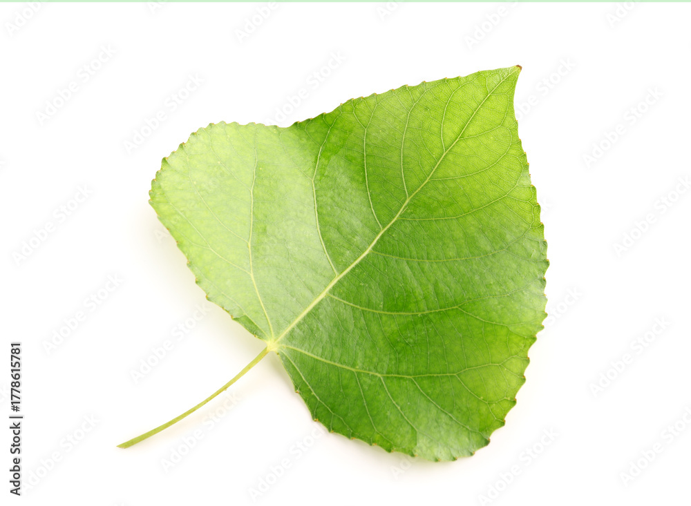 Fototapeta premium Leaf of poplar tree on white background