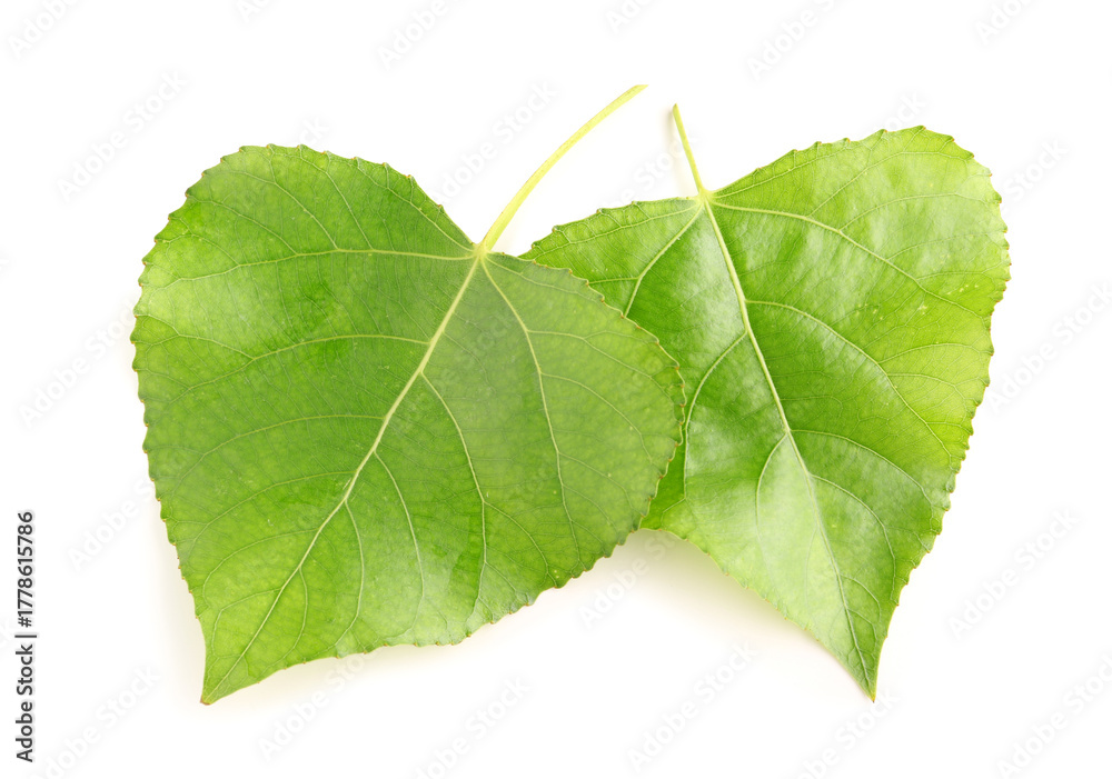 Fototapeta premium Leaves of poplar tree on white background