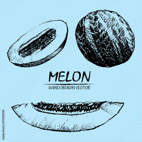 Hand drawn vector illustration of melon slices on a light blue background showcasing detailed sketch art for food illustrations and healthy eating concepts with a vintage aesthetic