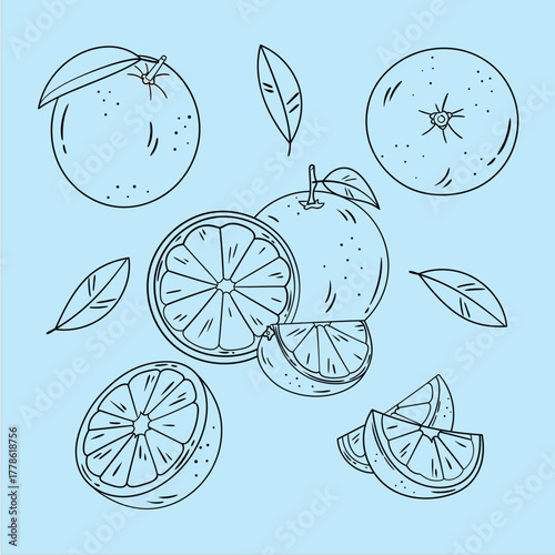Hand drawn illustration of oranges and leaves on a light blue background perfect for backgrounds textiles or designs needing a fresh citrus fruit theme with a clean aesthetic